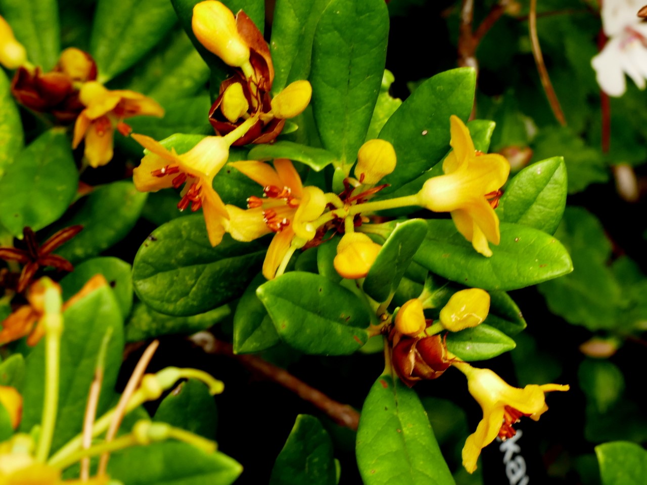 R. kawakamii